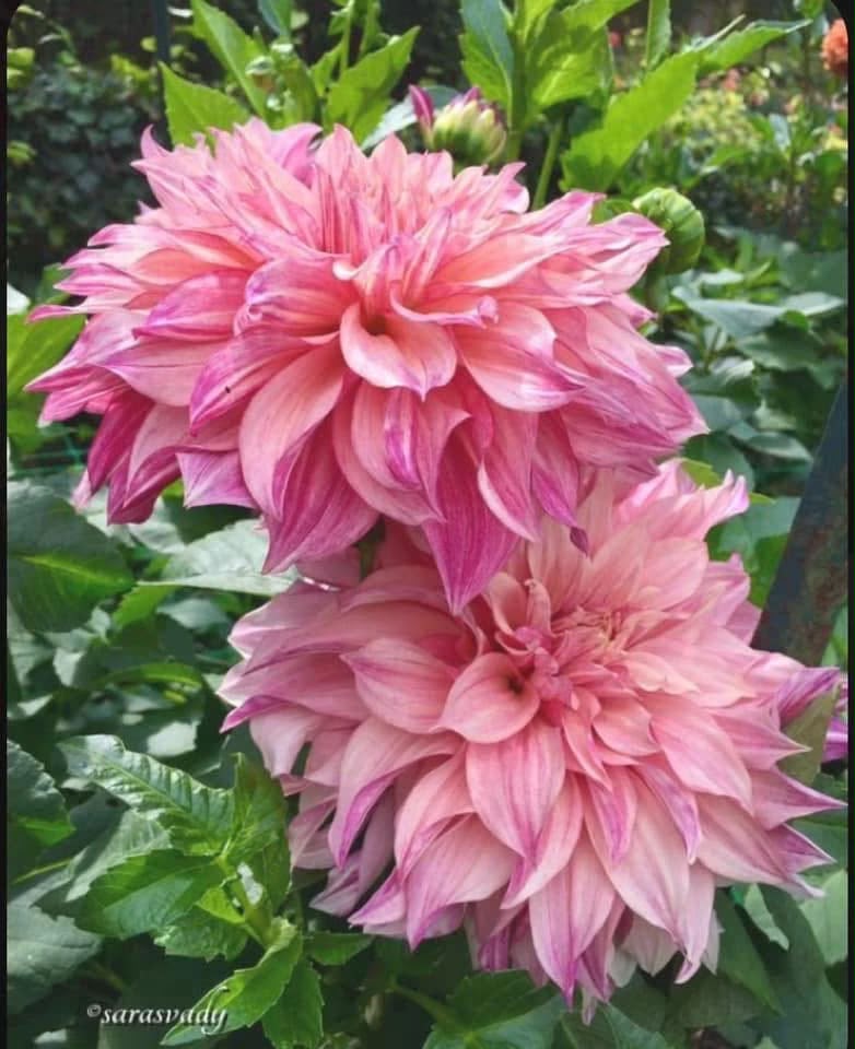 Dahlia Bulbs - Image 3
