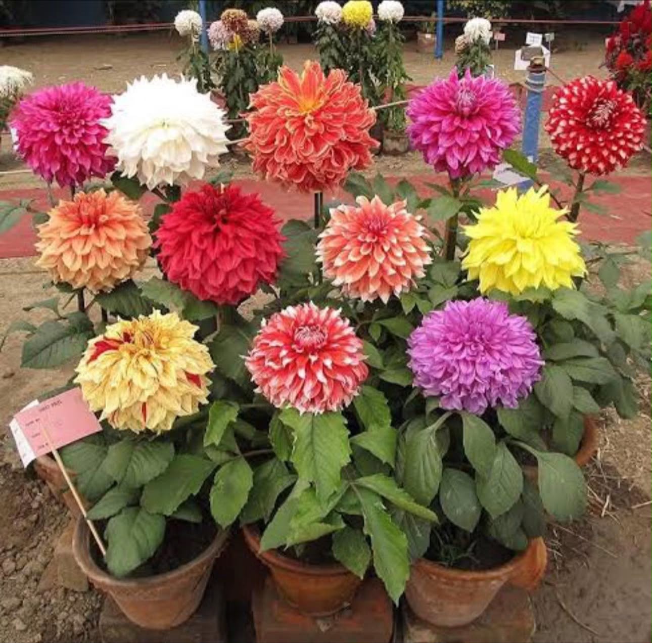Dahlia Bulbs - Image 4