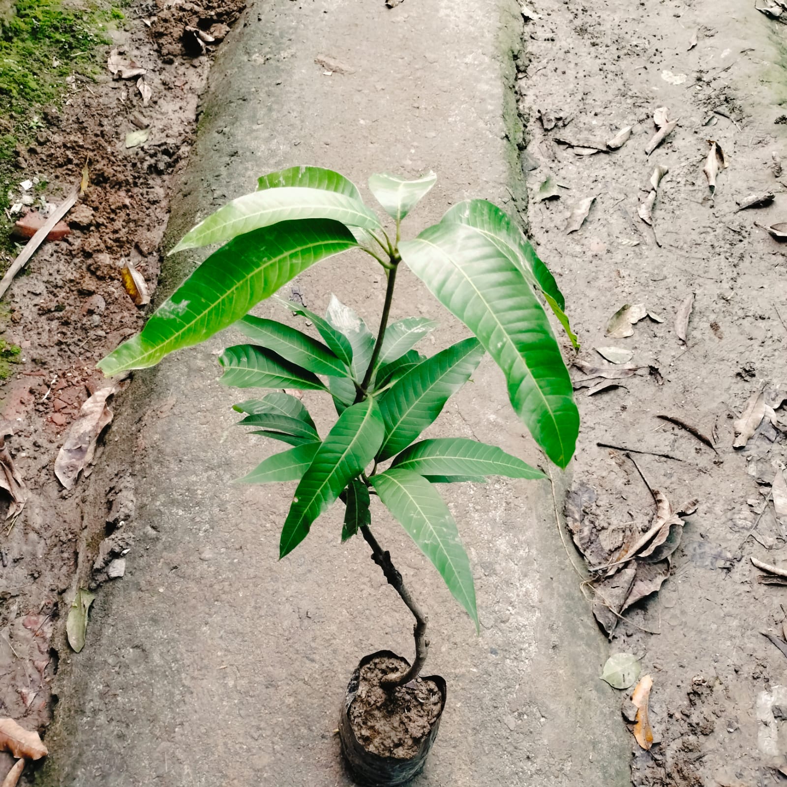 Bari 13 mango - Image 2