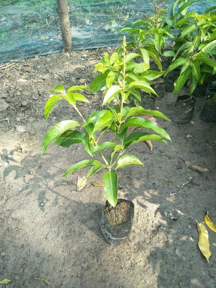 Bari 11 mango - Image 2