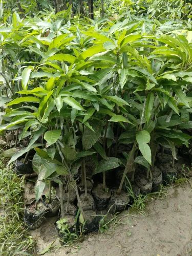 Bari 4 mango - Image 2