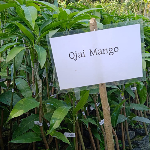 Q - Jai mango - Image 2