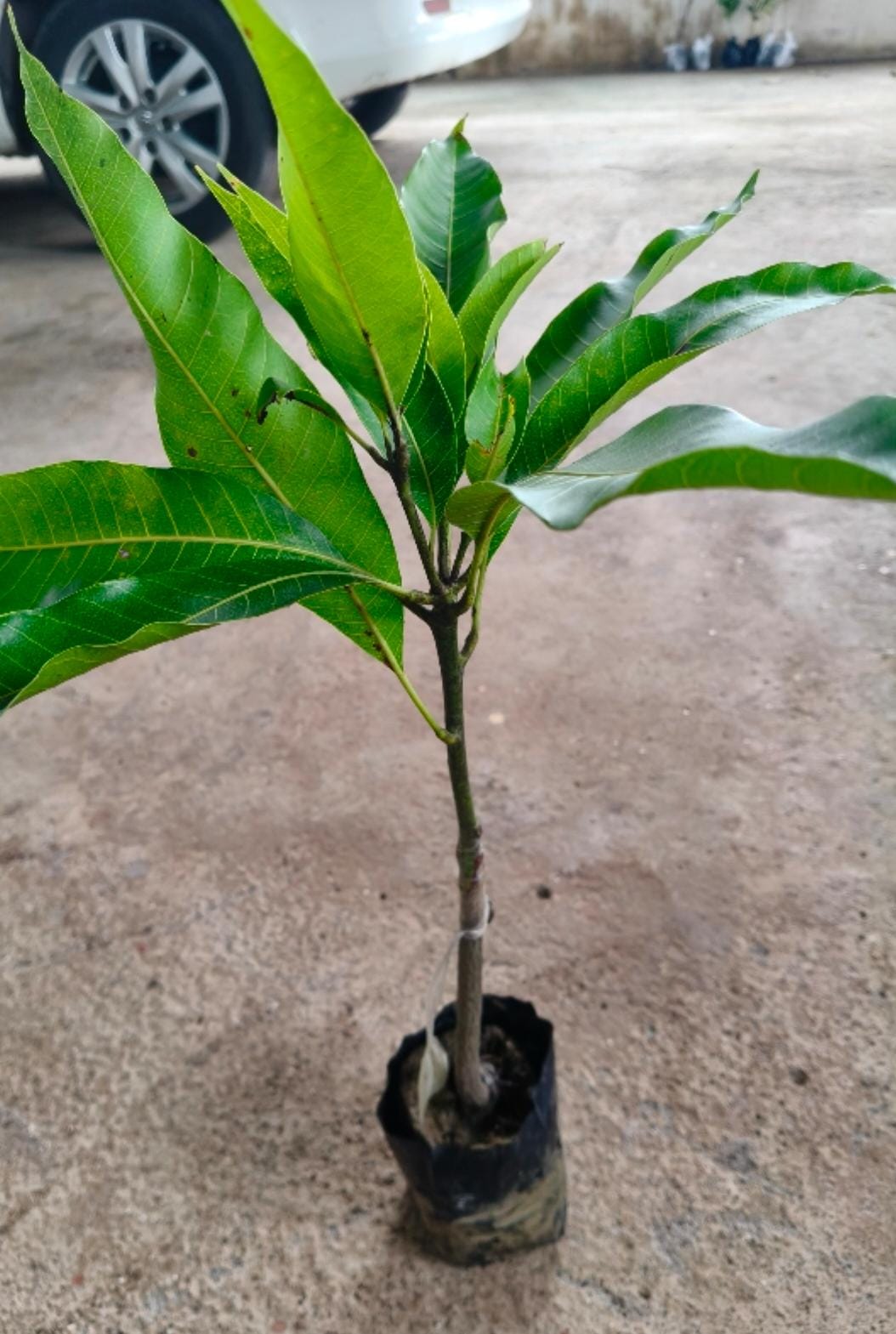 Jambura mango - Image 2