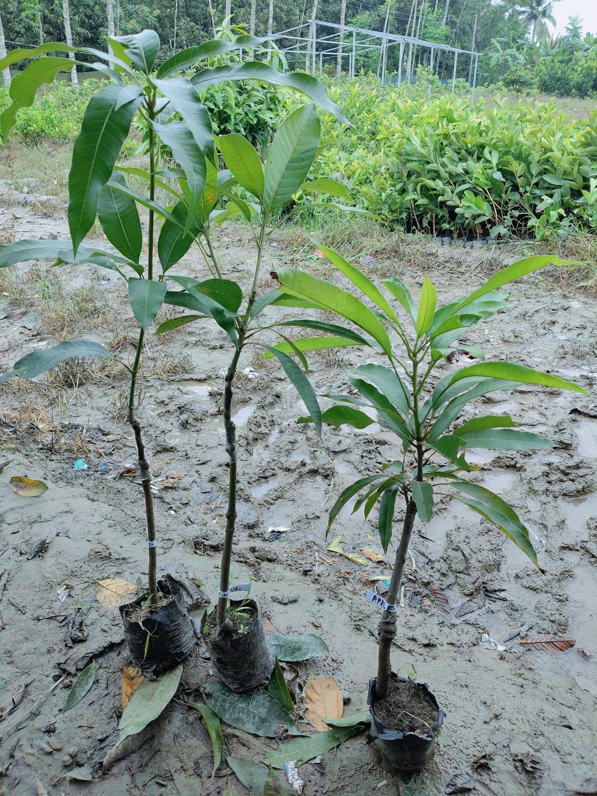 Apple mango plant - Image 2