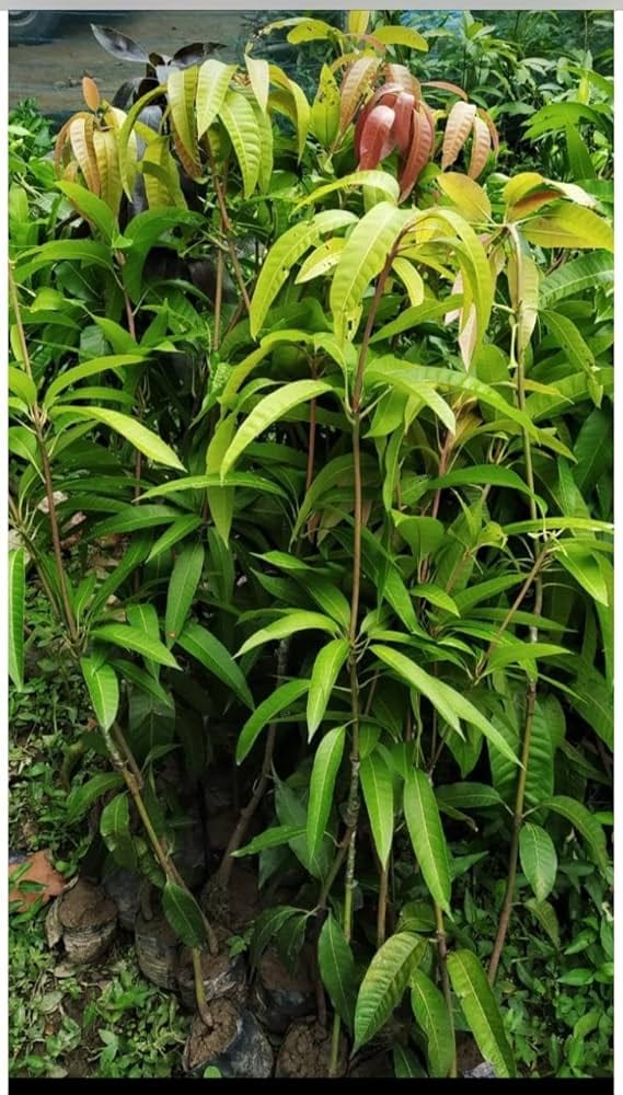 BN7 Mango - Image 2