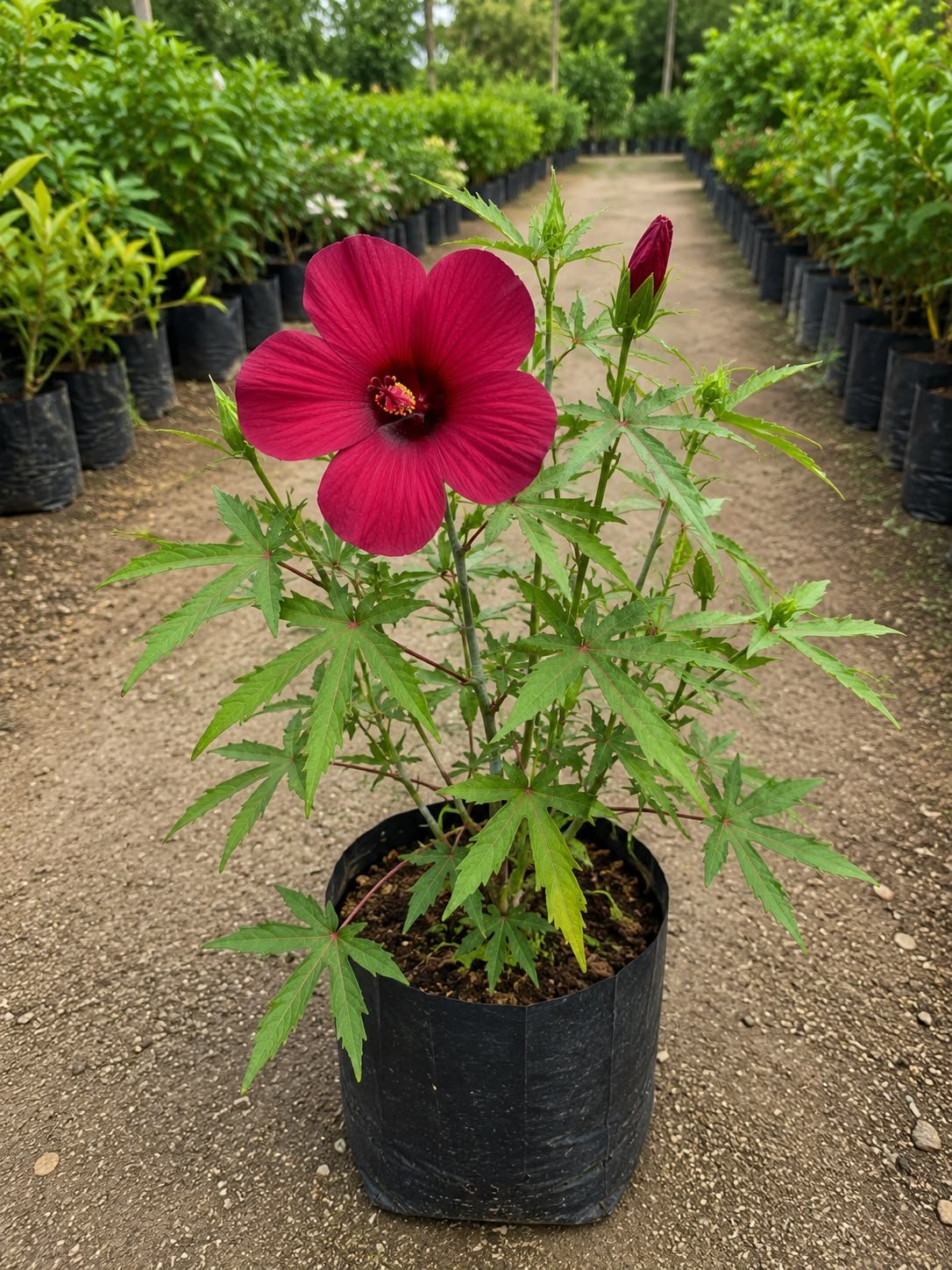 Cranberry Hibiscus - Image 2