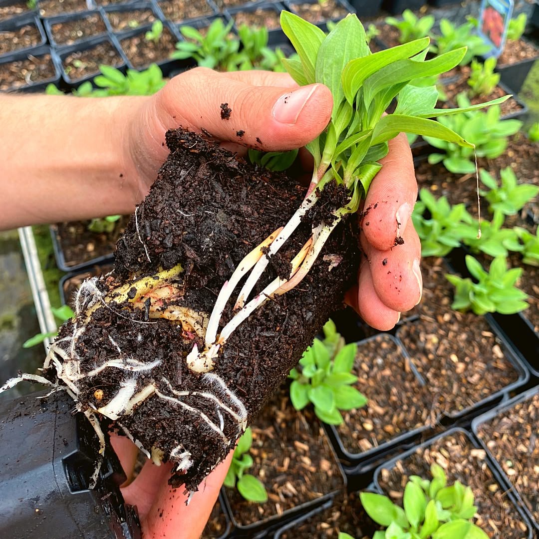 Alstroemeria Roots - Image 2