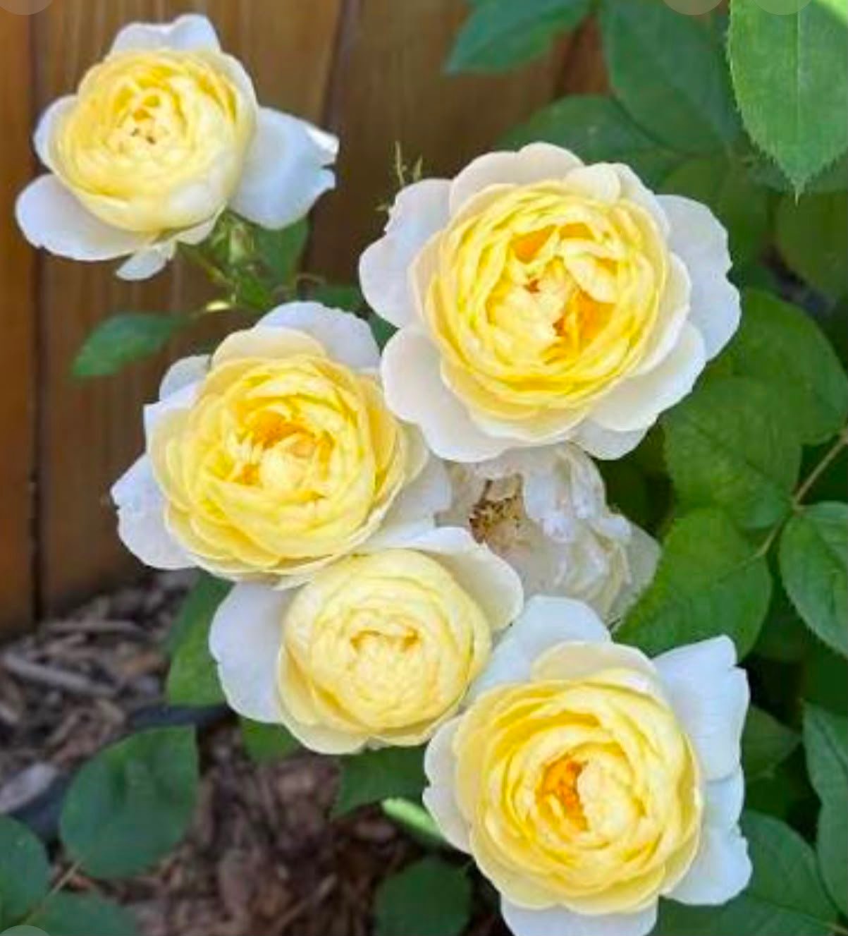 Vanessa Bell - DA rose - Image 2