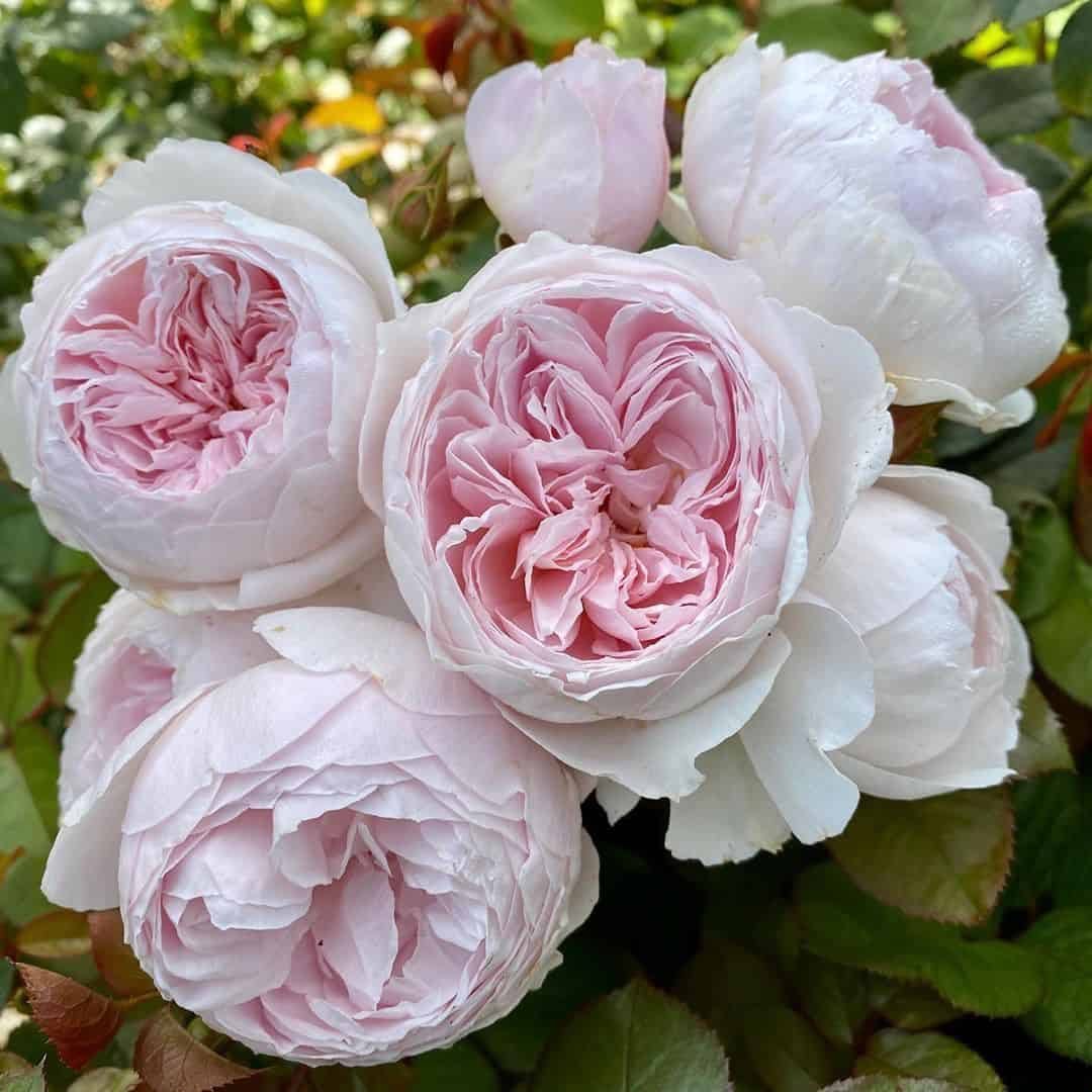 Earth angel - DA Rose - Image 2