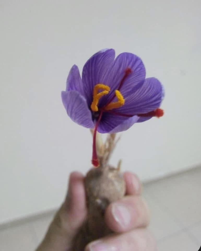 Kesar Saffron Bulbs - Image 4