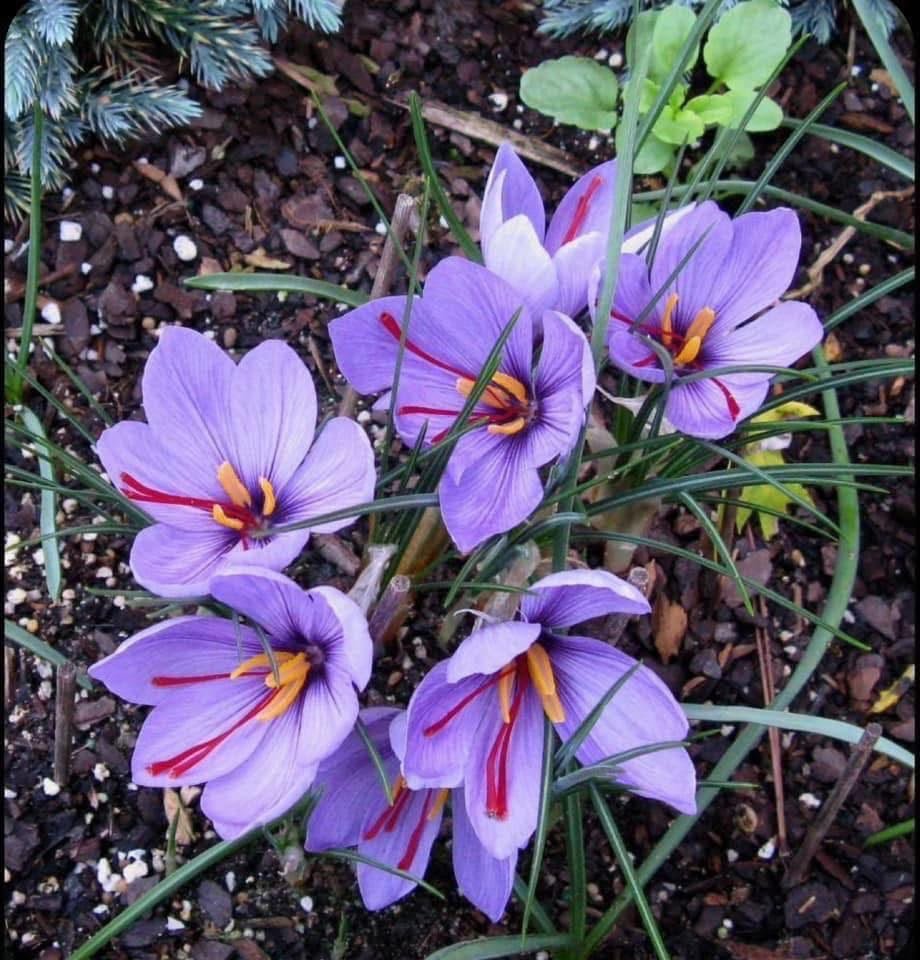 Kesar Saffron Bulbs