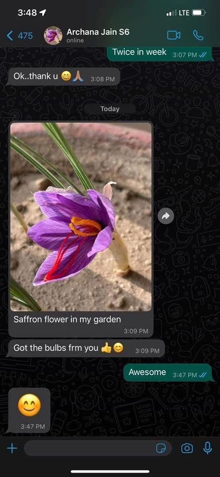 Kesar Saffron Bulbs - Image 3