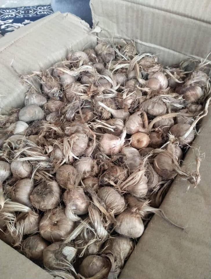 Kesar Saffron Bulbs - Image 2