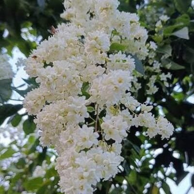 Christmas Jasmine
