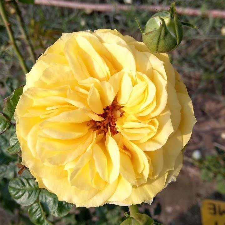 Radiant Perfume - David Austin Rose