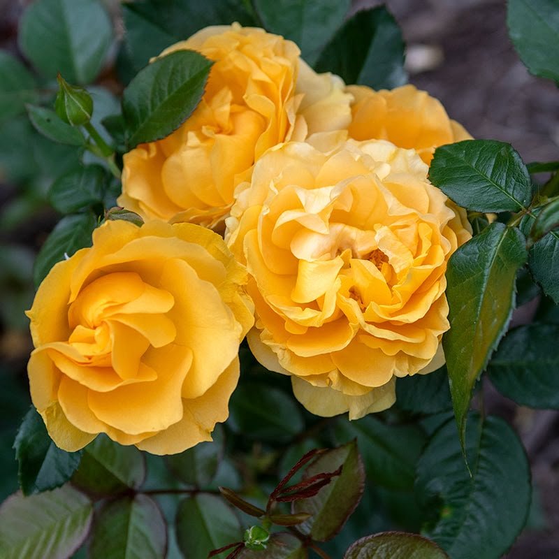 Radiant Perfume - David Austin Rose - Image 2