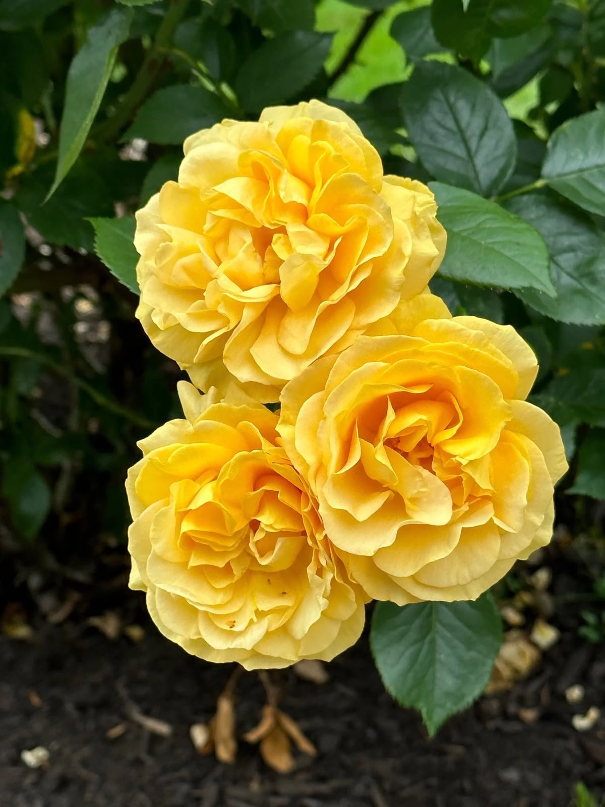 Radiant Perfume - David Austin Rose - Image 3