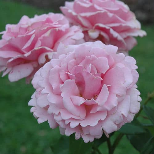 Julia child - Floribunda Rose - Image 3