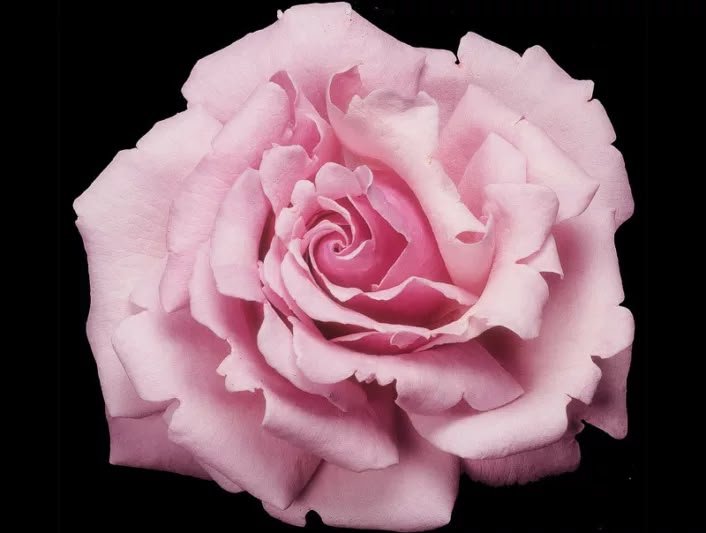 Julia child - Floribunda Rose - Image 2