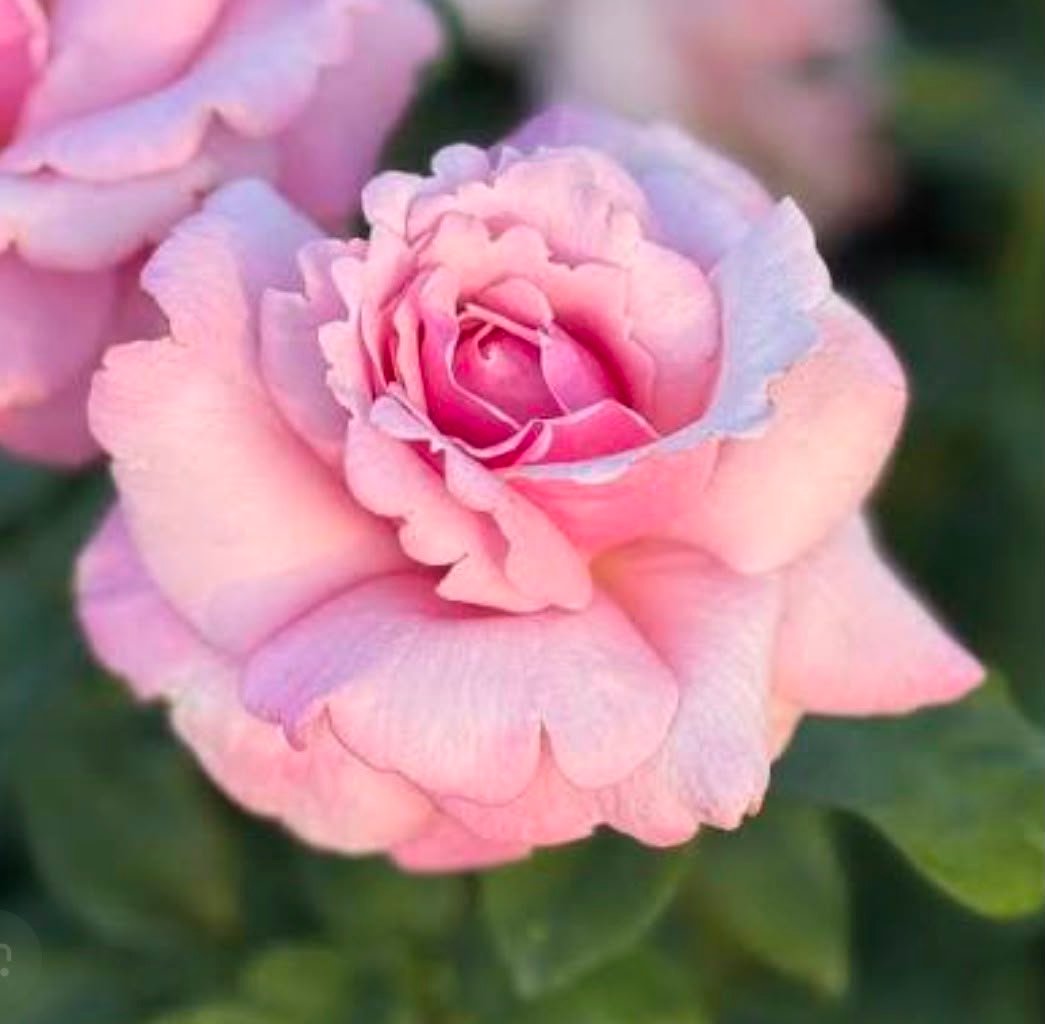 Julia child - Floribunda Rose