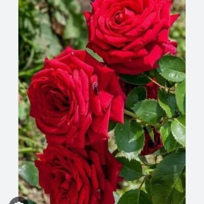 Memorial Day Rose - Dutch rose