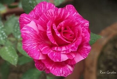 Calcutta 300 - HT rose
