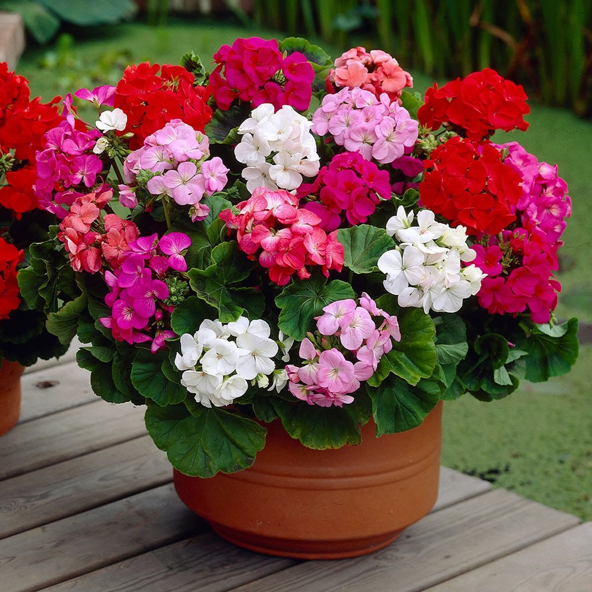 Geranium F1 Moody Mix flower imported Pack of 20