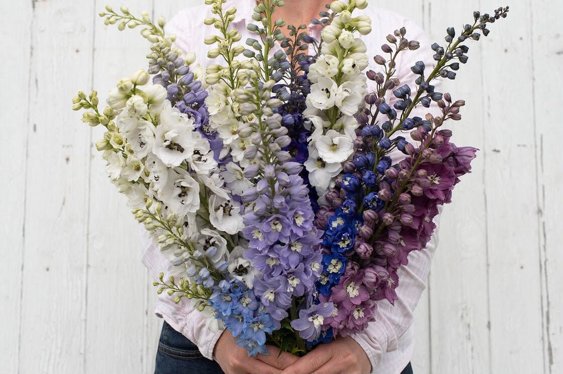 Delphinium Magic Fountains Mix Flower Imported (Pack of 20 Seeds)