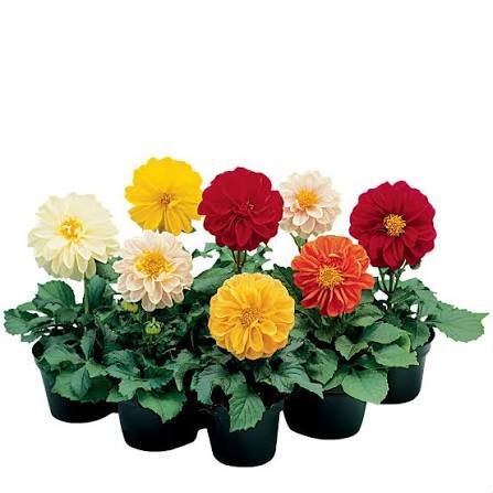Dahlia Fresco Imported Seeds Pack of 20 - Image 2