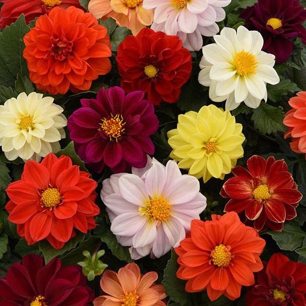 Dahlia Fresco Imported Seeds Pack of 20