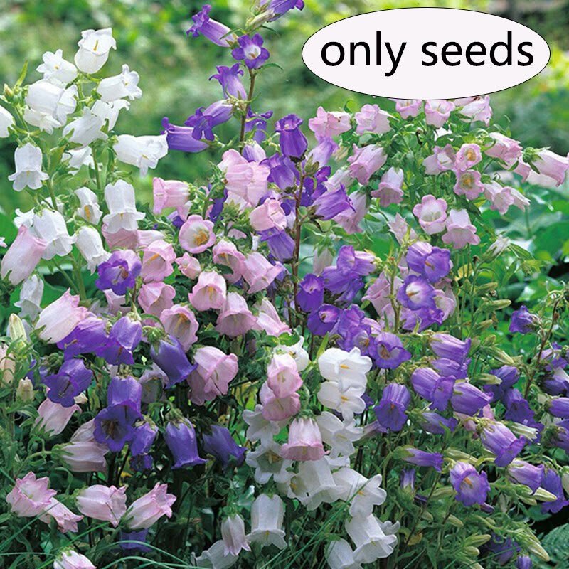 Campanula (Bell Flower) Imported Seeds Pack of 20 - Image 2