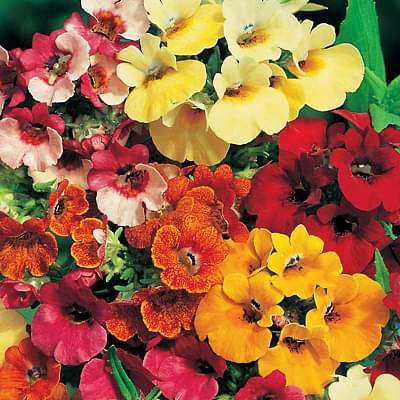 Nemesia Sundrop Imported Seeds (Pack of 20) - Image 2