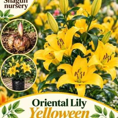 Oriental Lily yelloween