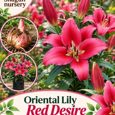 Oriental Lily red desire