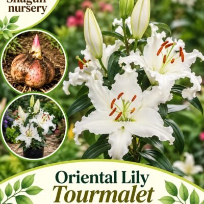 Oriental Lily tourmalet