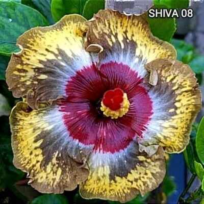 Shiva 08