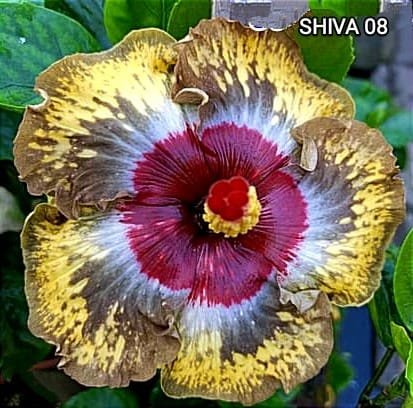 Shiva 08
