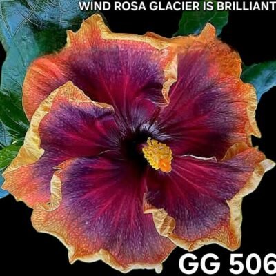 wind rosa gracier is brilliant GG506