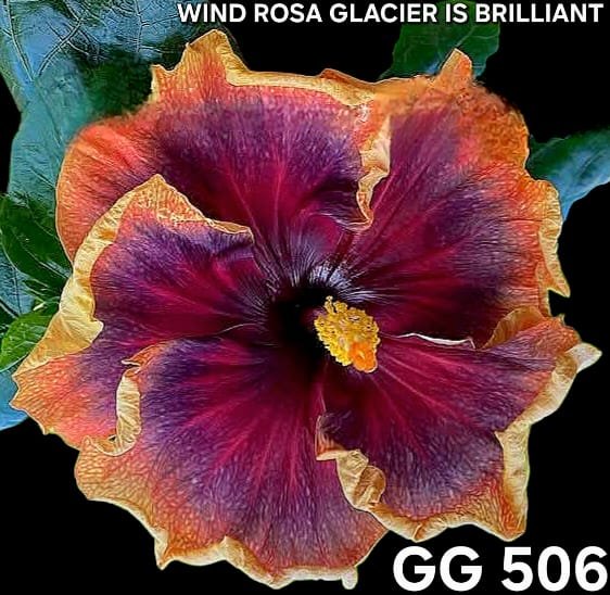 wind rosa gracier is brilliant GG506