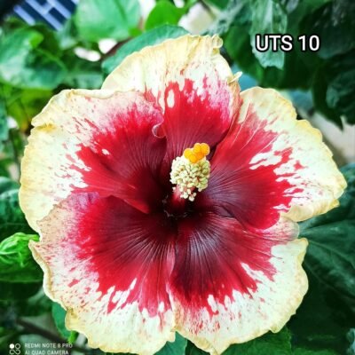 UTS 10