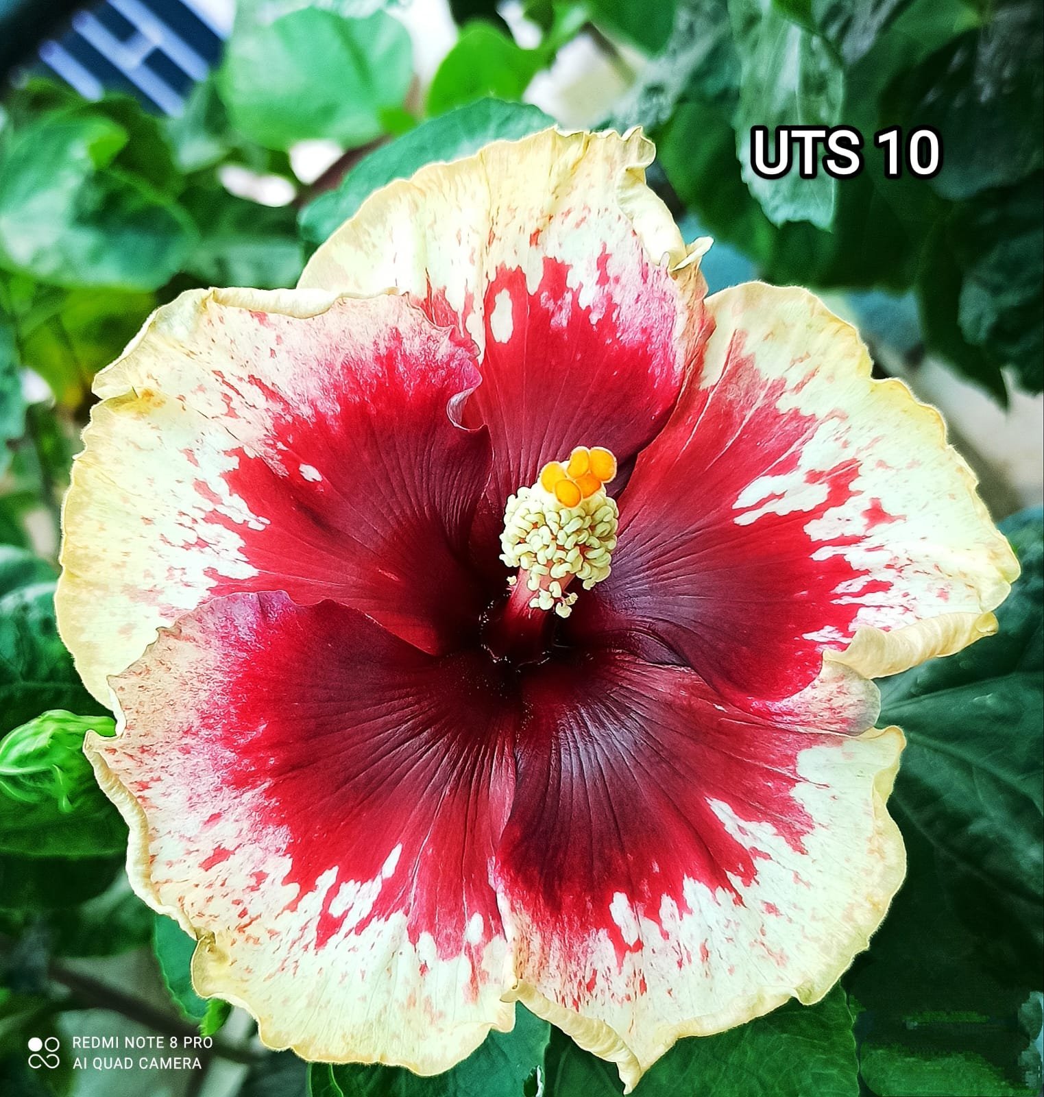 UTS 10