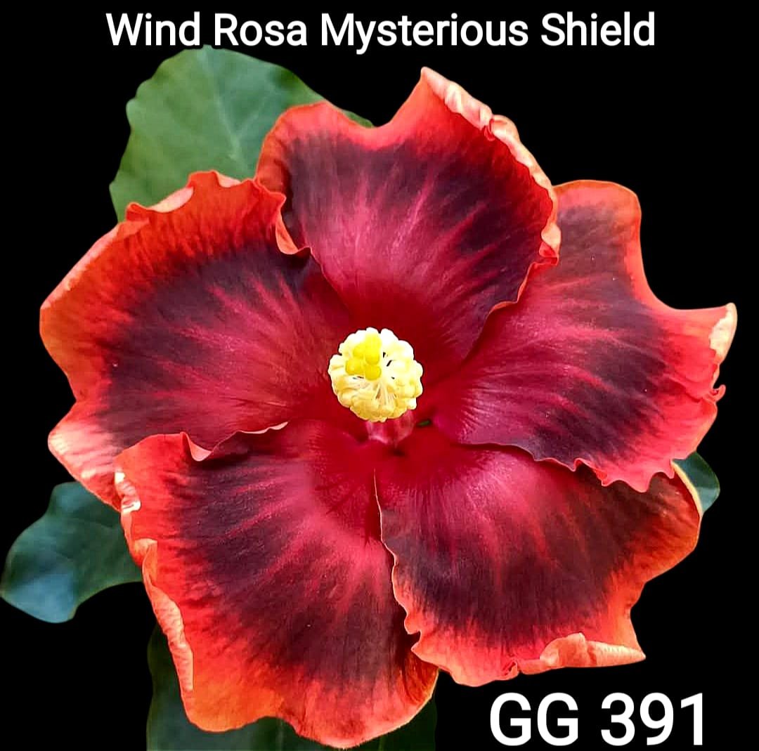 wind rosa mysterious shield GG391