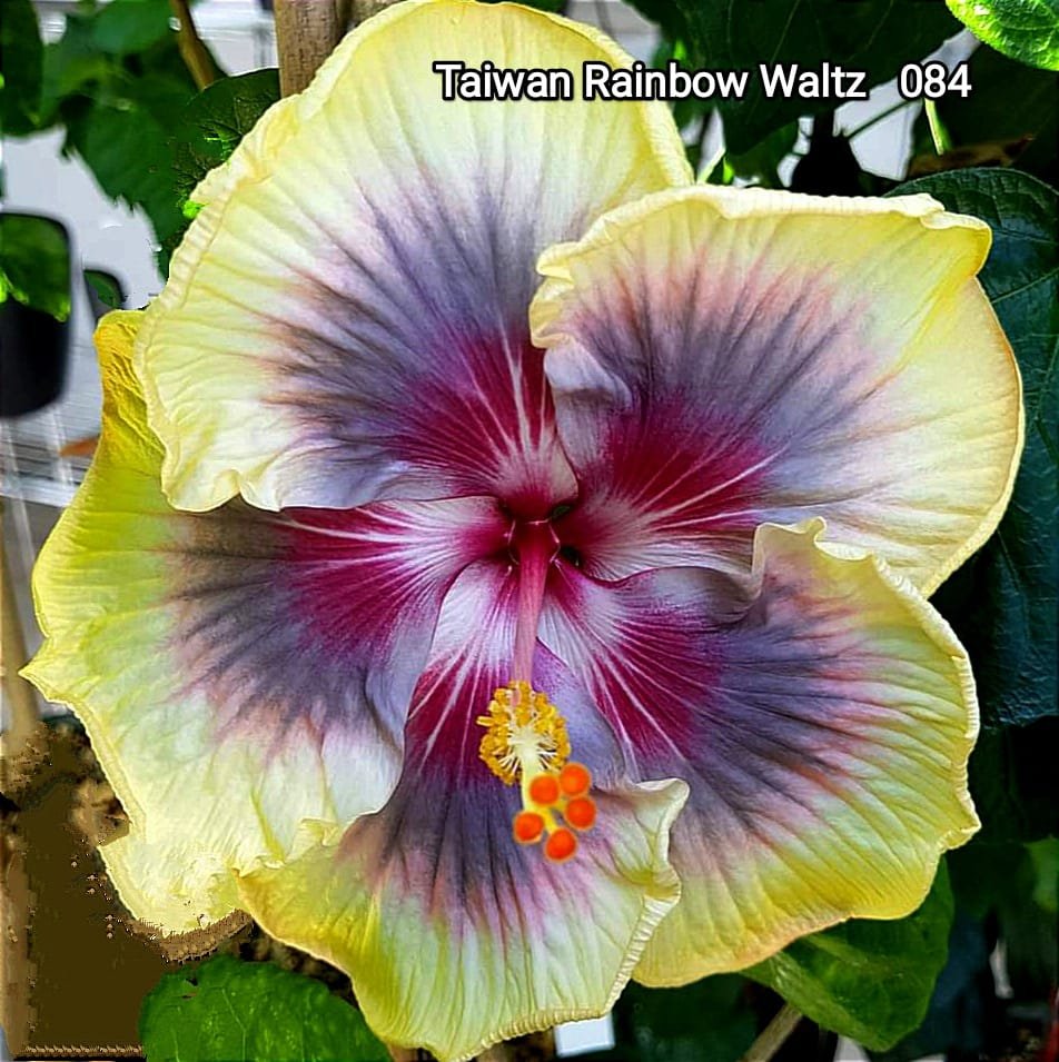Taiwan Rainbow Waltz 084