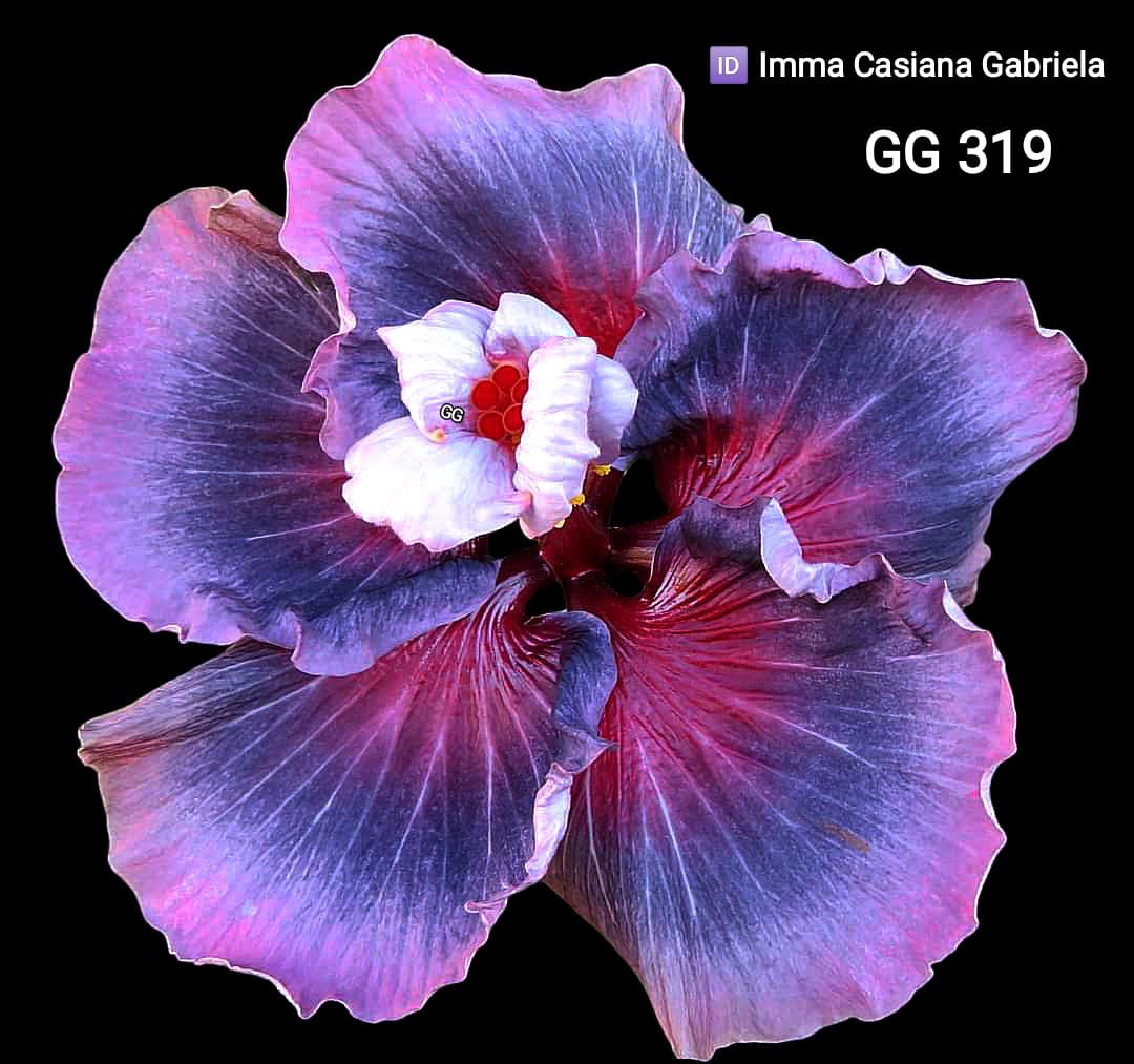 imma casiana gabriela GG319