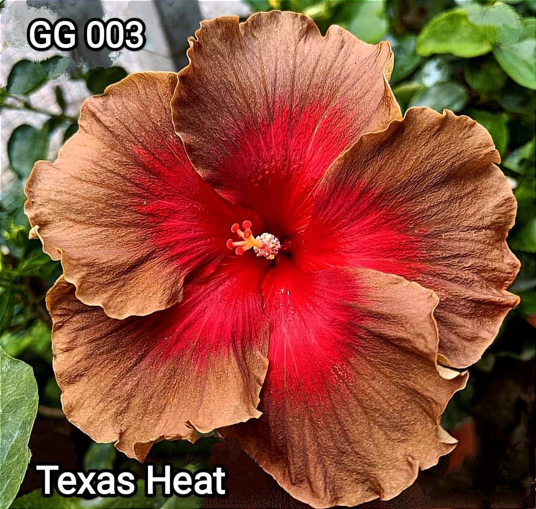 Texas heat GG003
