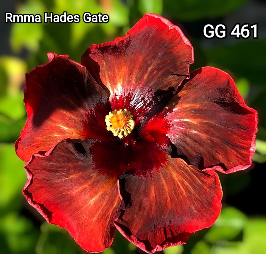 rmma hades gate GG461