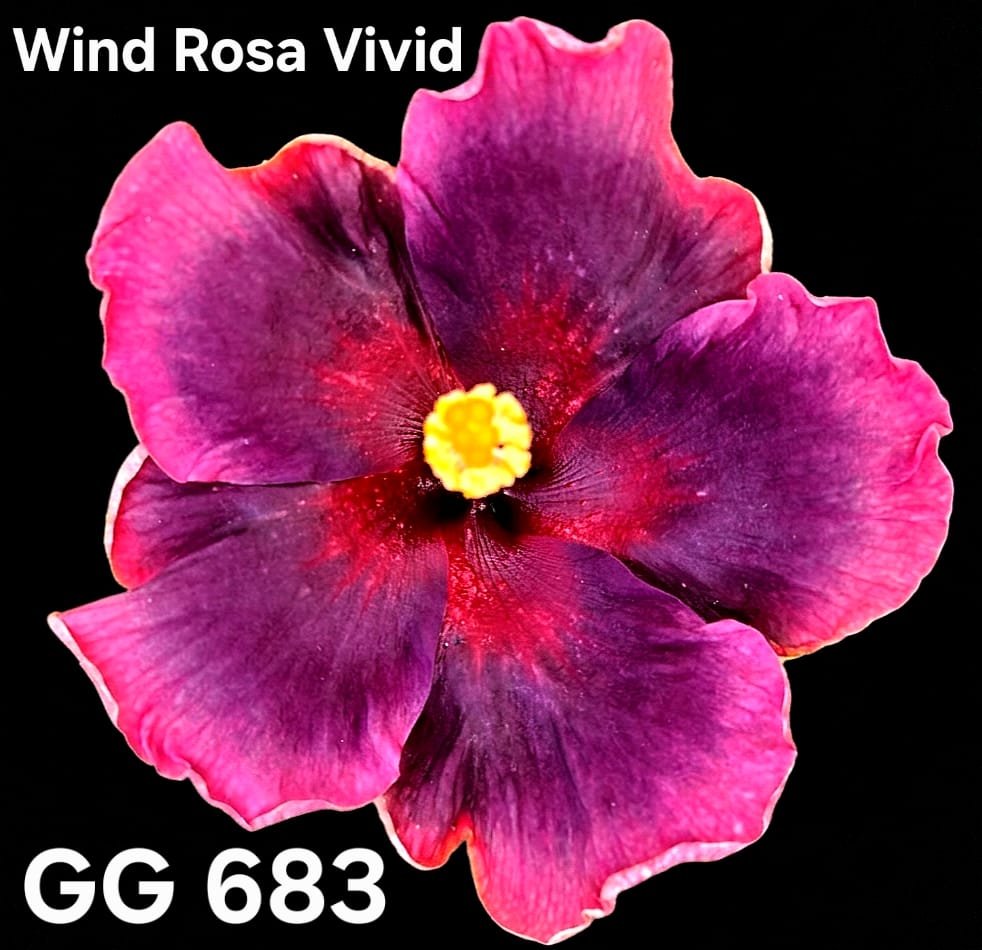 wind rosa vivid GG683