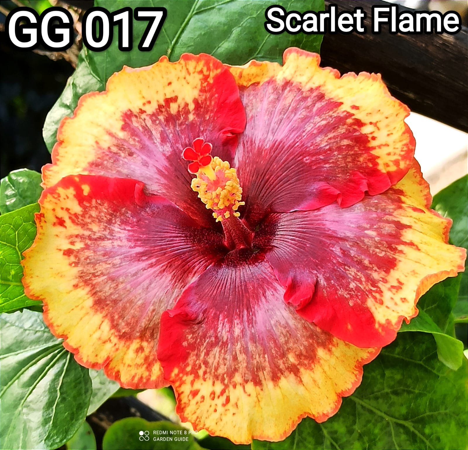 Scarlet Flame GG017