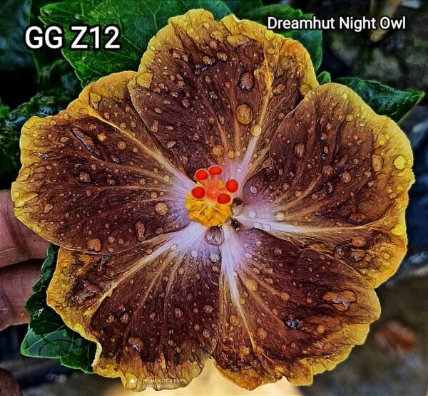 Previous Product Image