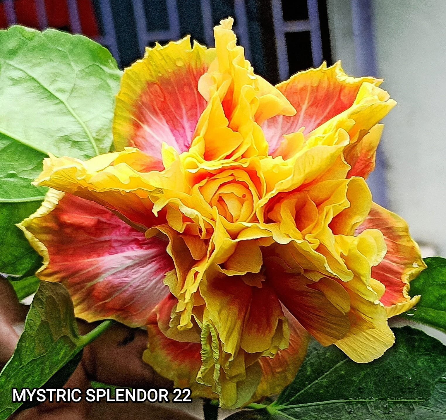 MYSTRIC SPLENDOR 22